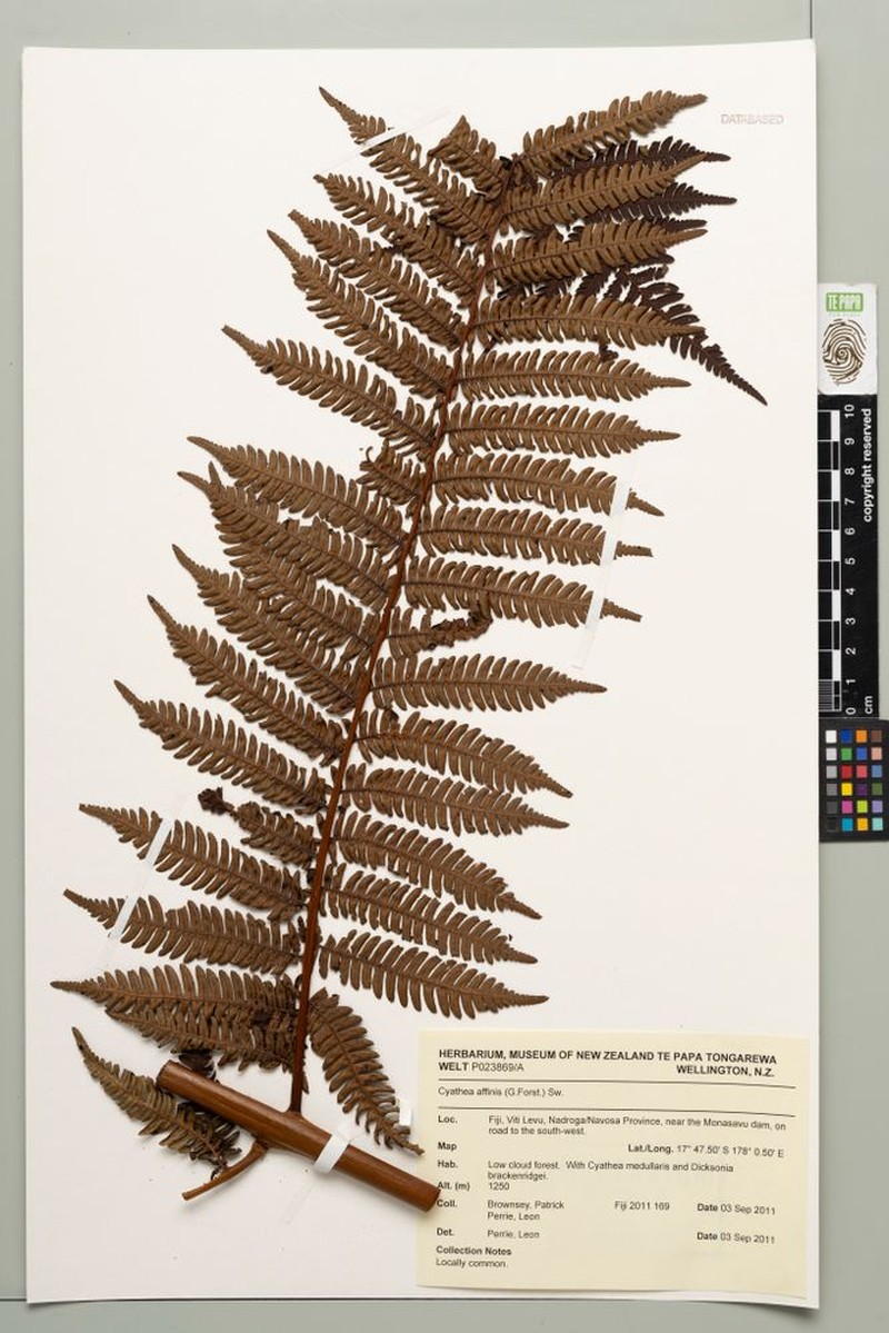 Alsophila tahitensis photo 5
