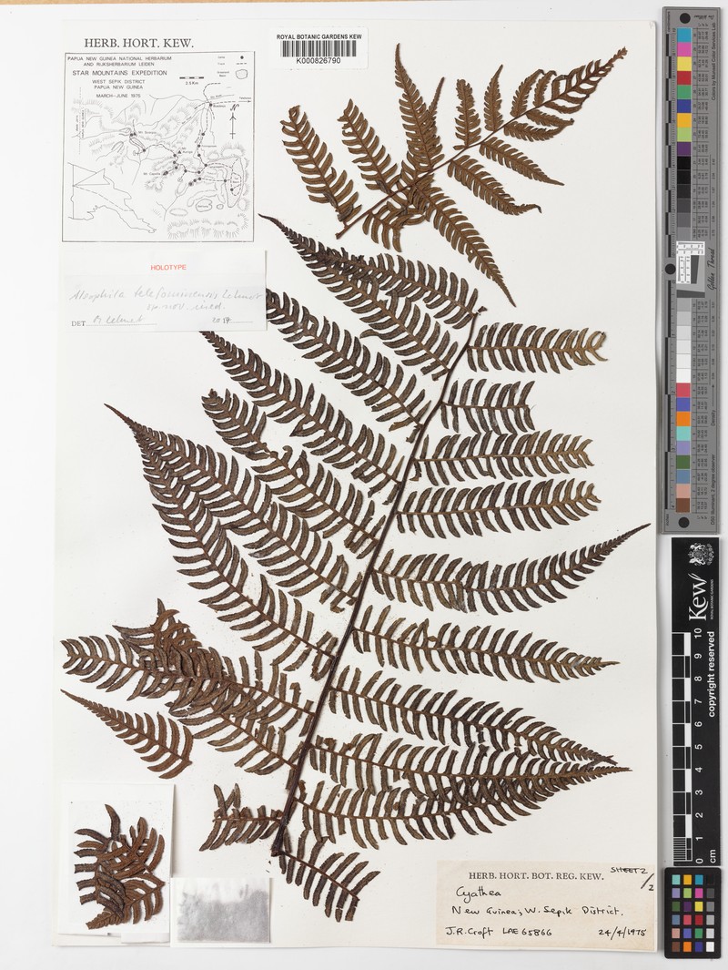 Alsophila telefominensis
