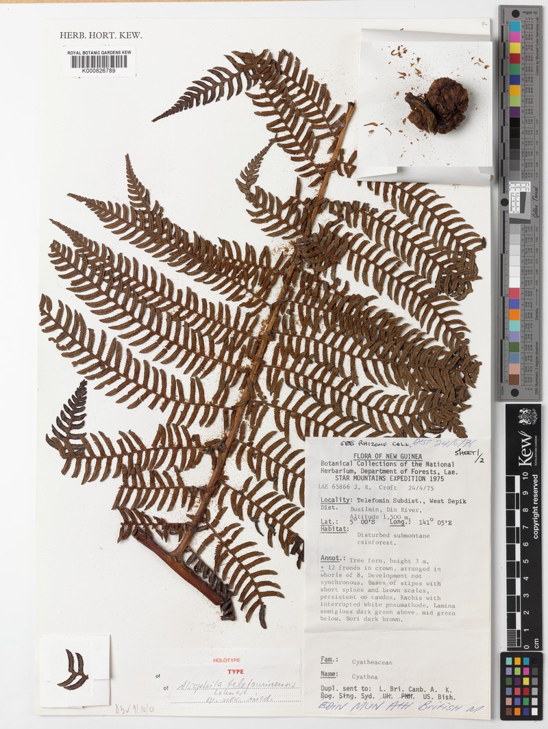 Alsophila telefominensis photo 2