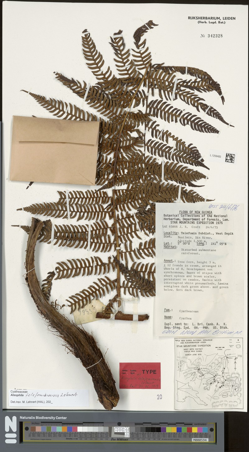 Alsophila telefominensis photo 3