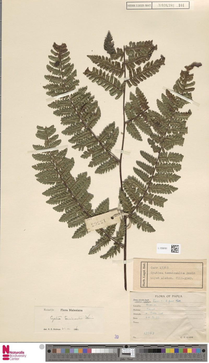 Alsophila tenuis
