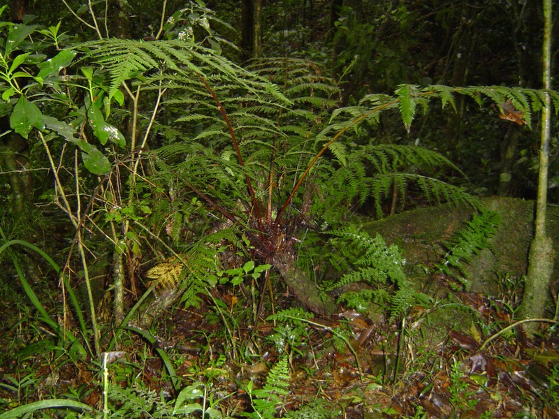 Alsophila thomsonii photo 2