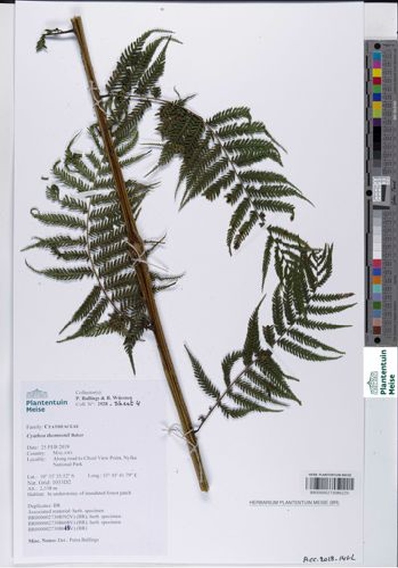 Alsophila thomsonii photo 5