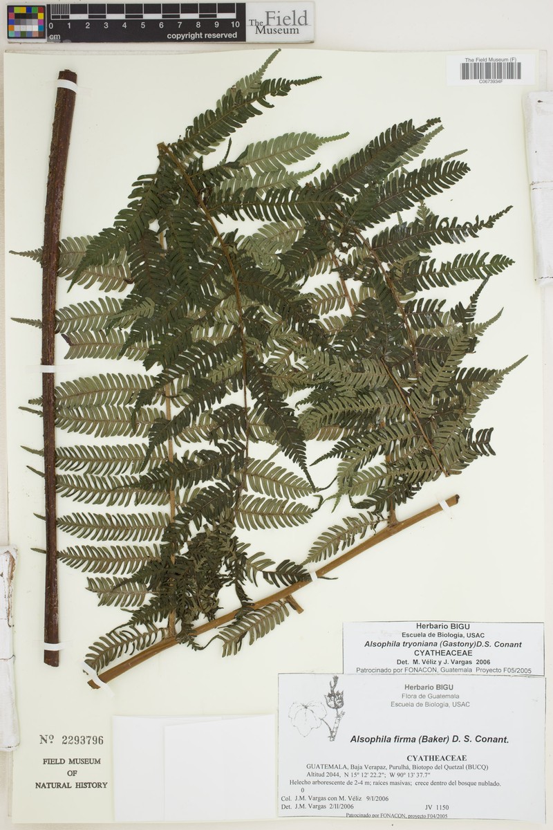 Alsophila tryoniana photo 3
