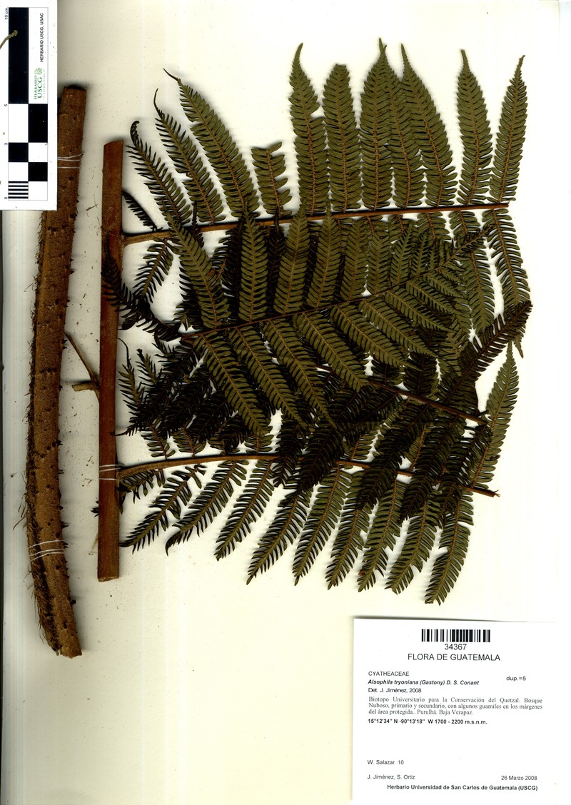 Alsophila tryoniana