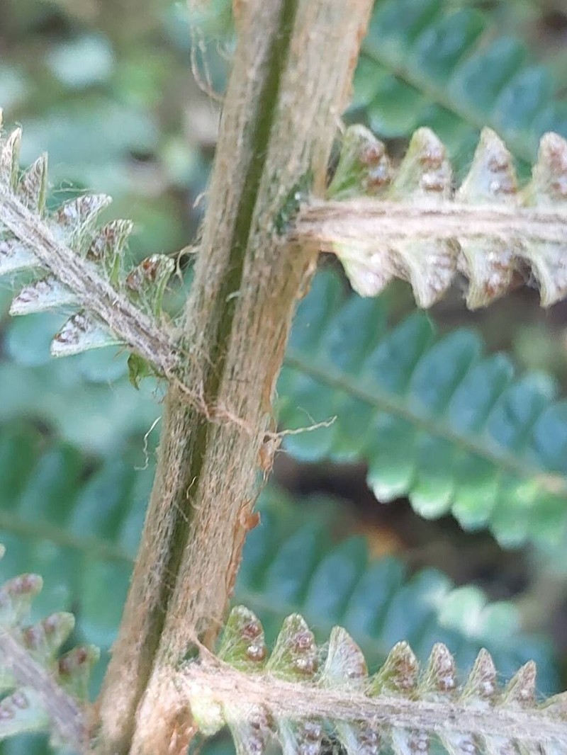 Alsophila tsaratananensis photo 2