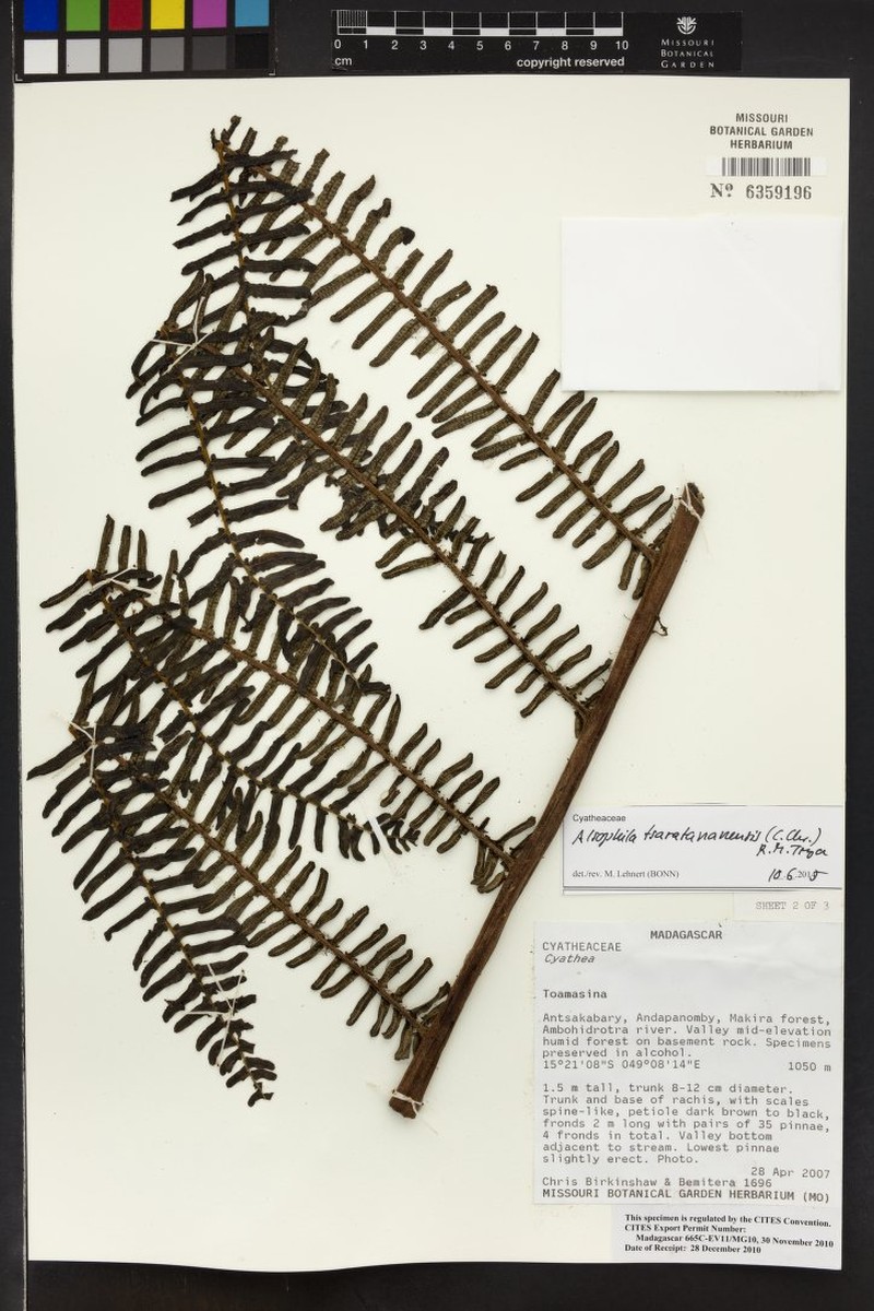 Alsophila tsaratananensis photo 3