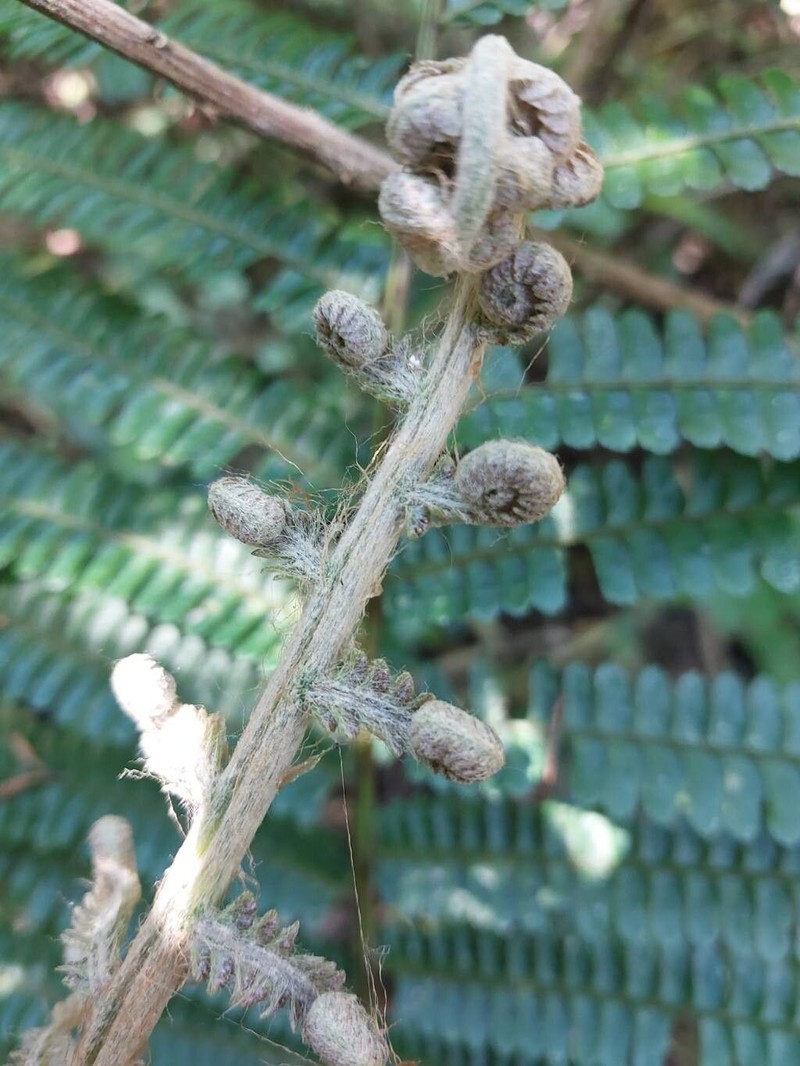 Alsophila tsaratananensis