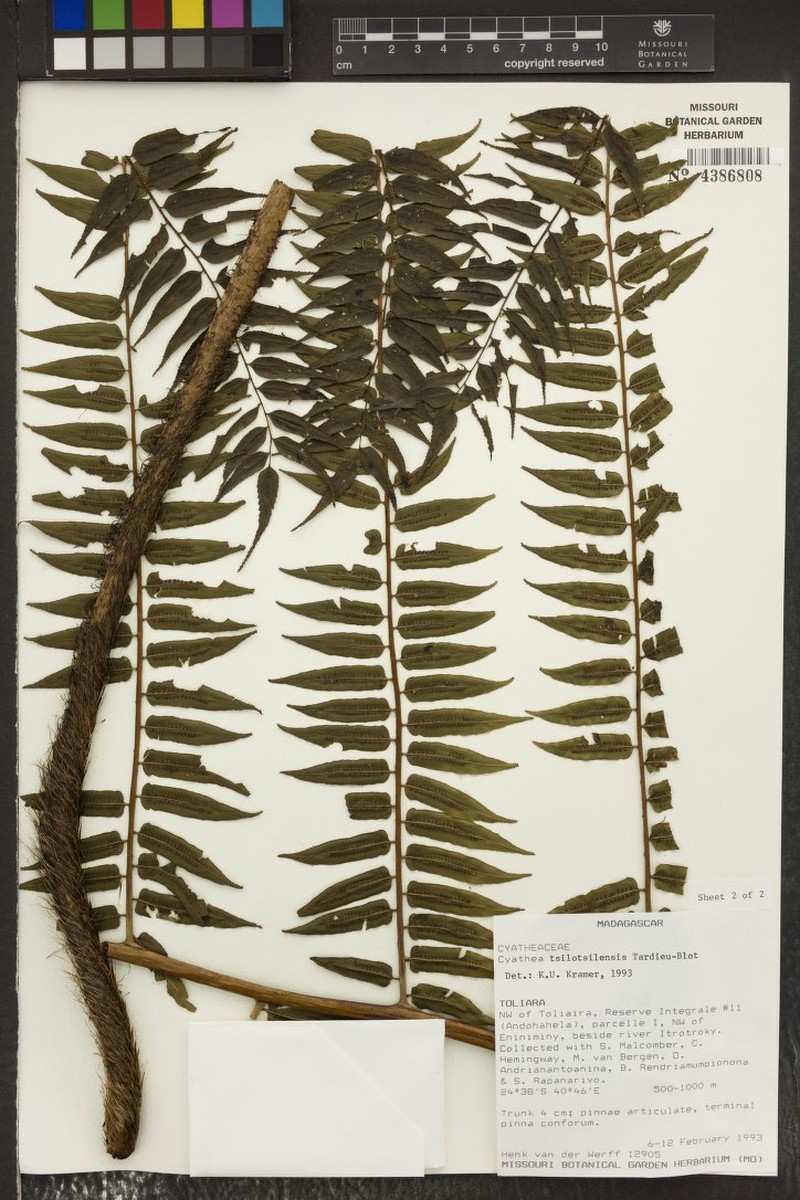 Alsophila tsilotsilensis photo 2