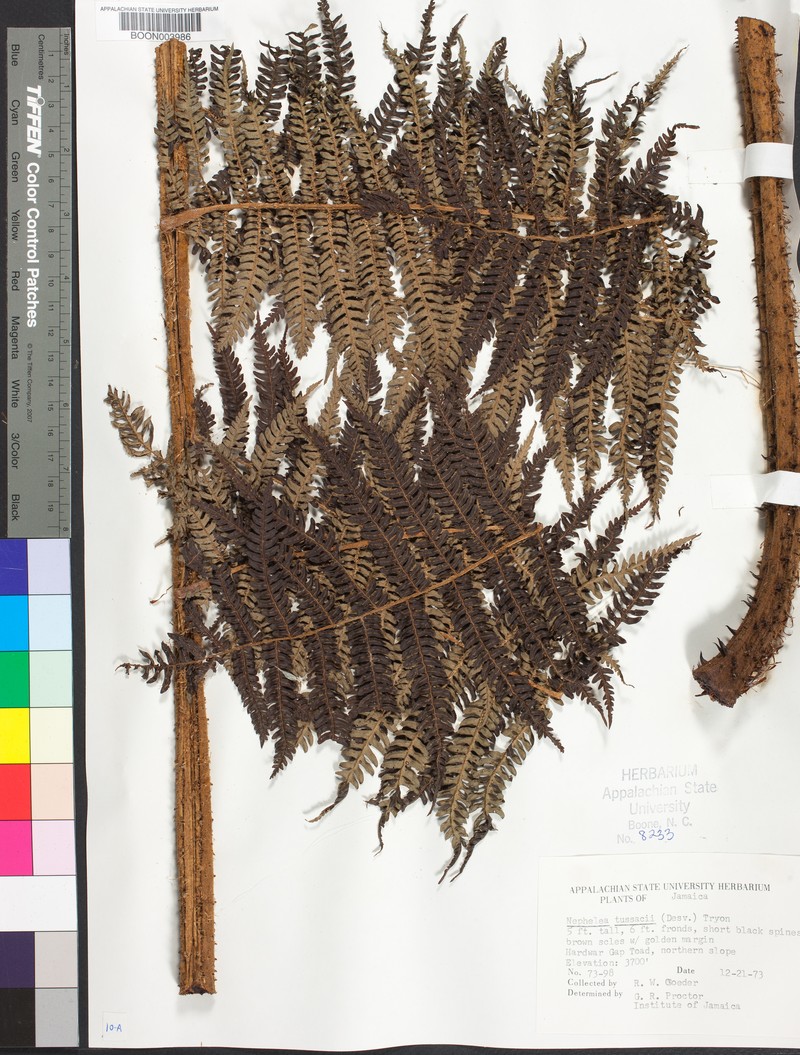 Alsophila tussacii