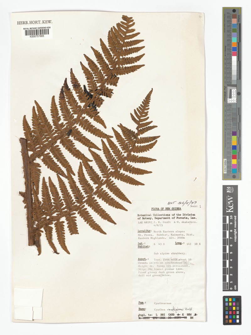 Alsophila vandeusenii