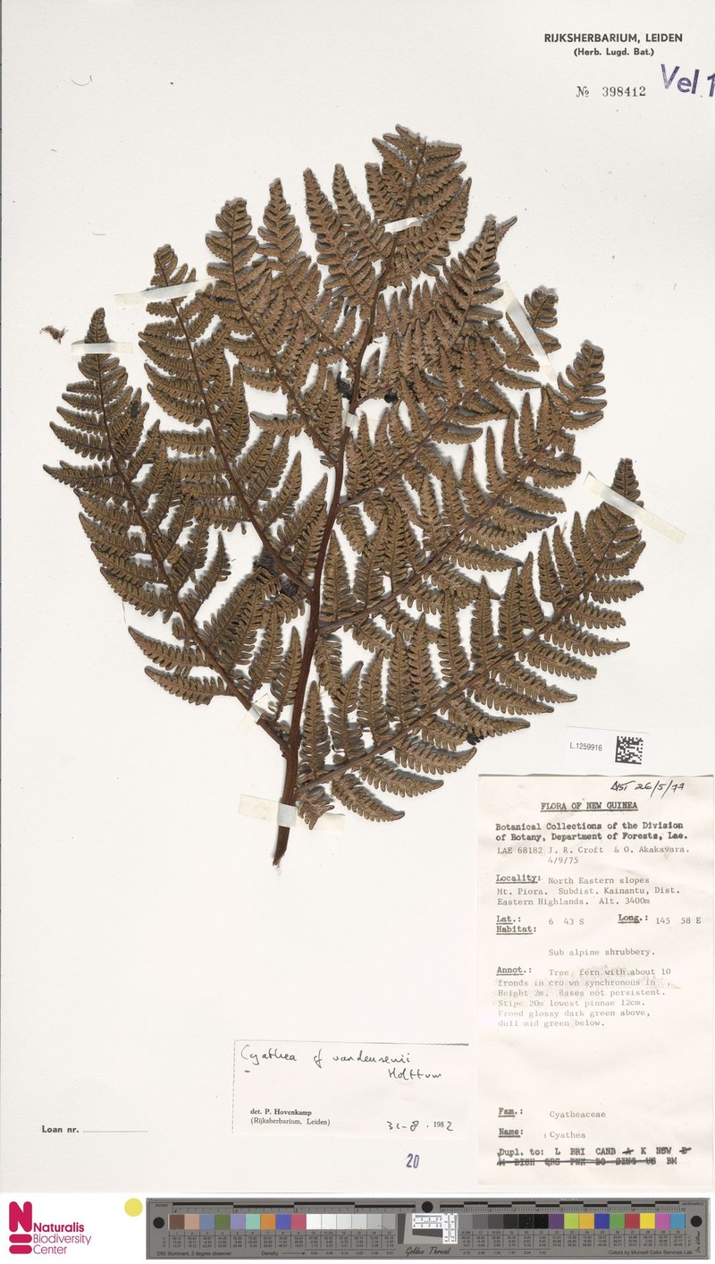 Alsophila vandeusenii photo 3