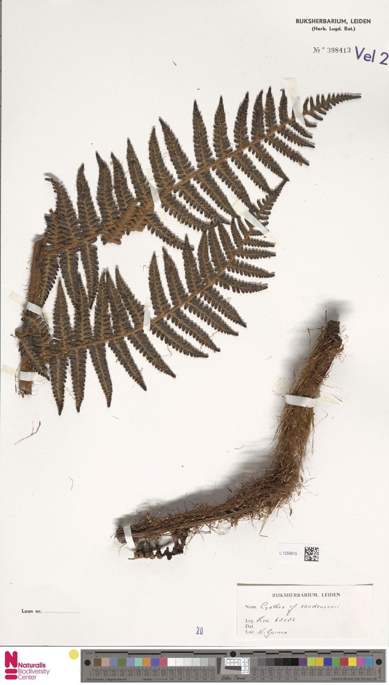 Alsophila vandeusenii photo 4
