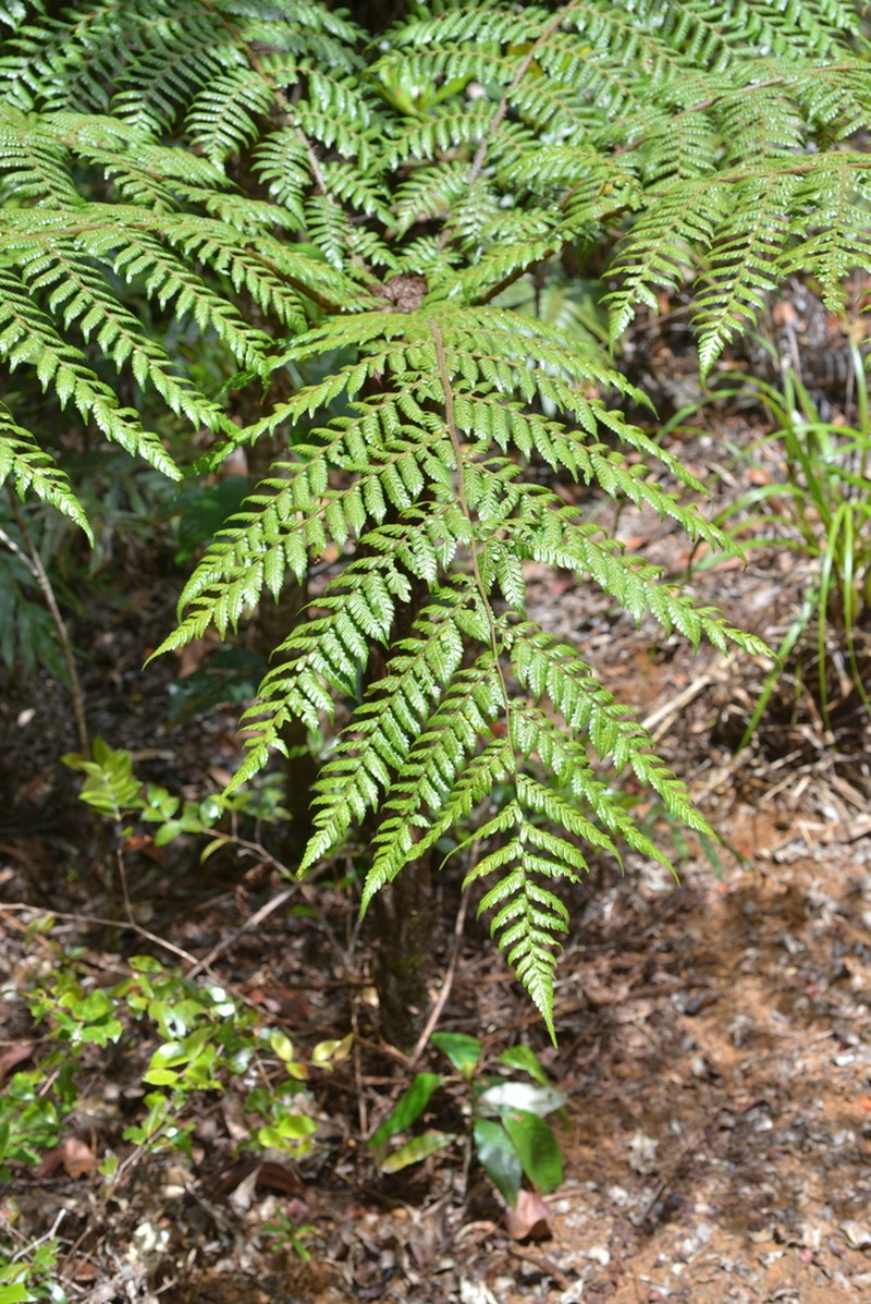 Alsophila vieillardii photo 2