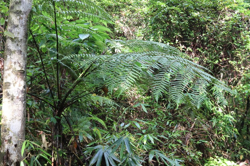 Alsophila walkerae