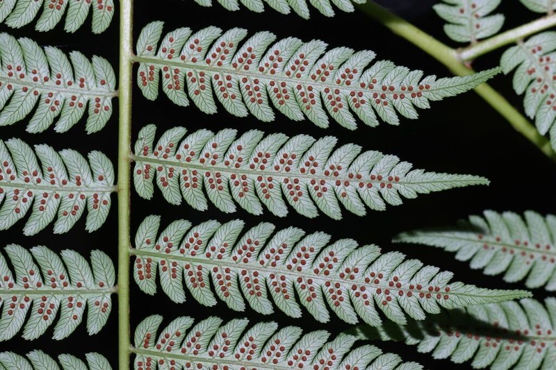 Alsophila walkerae photo 8