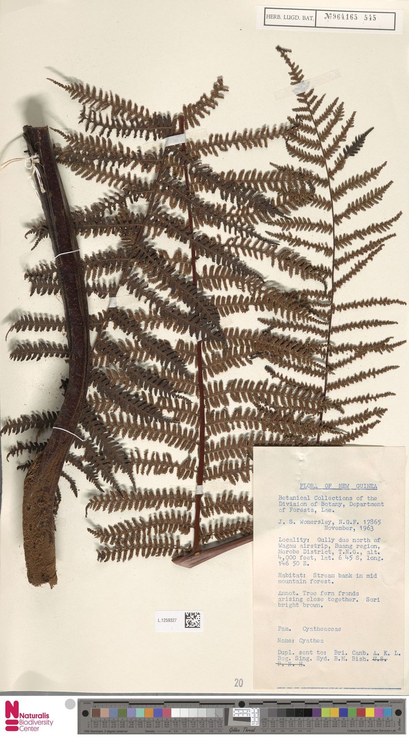 Alsophila weidenbrueckii