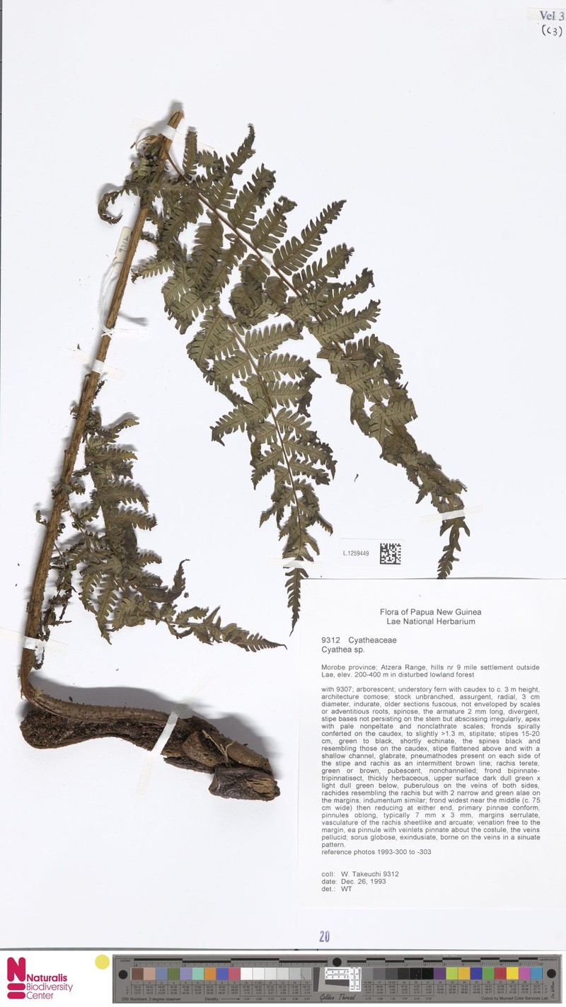 Alsophila wengiensis