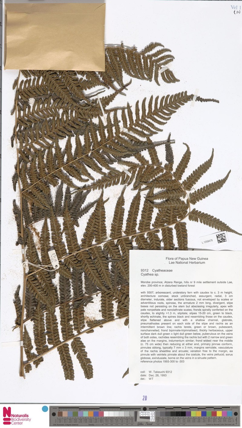 Alsophila wengiensis photo 2