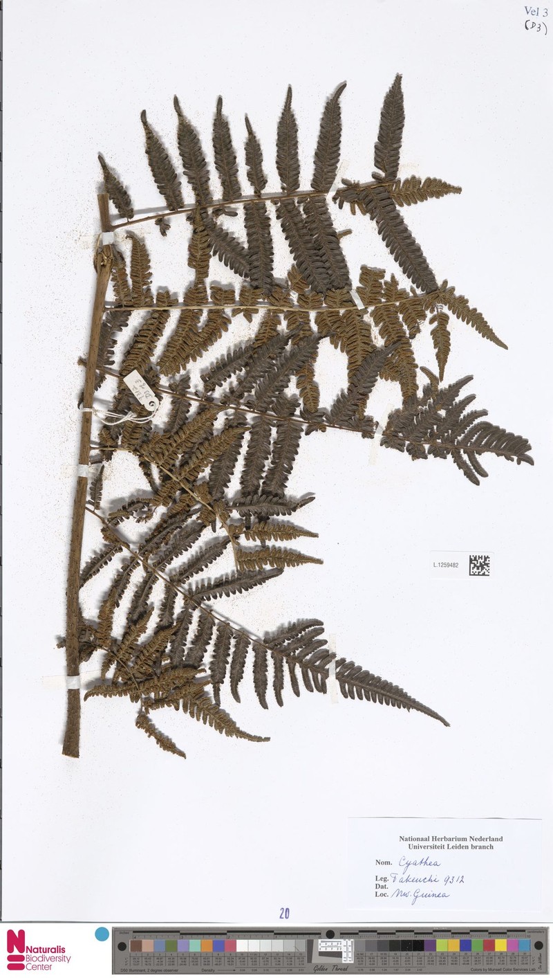 Alsophila wengiensis photo 3