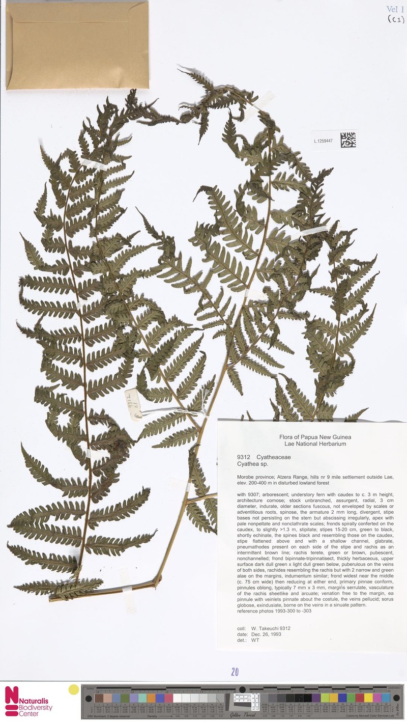 Alsophila wengiensis photo 4