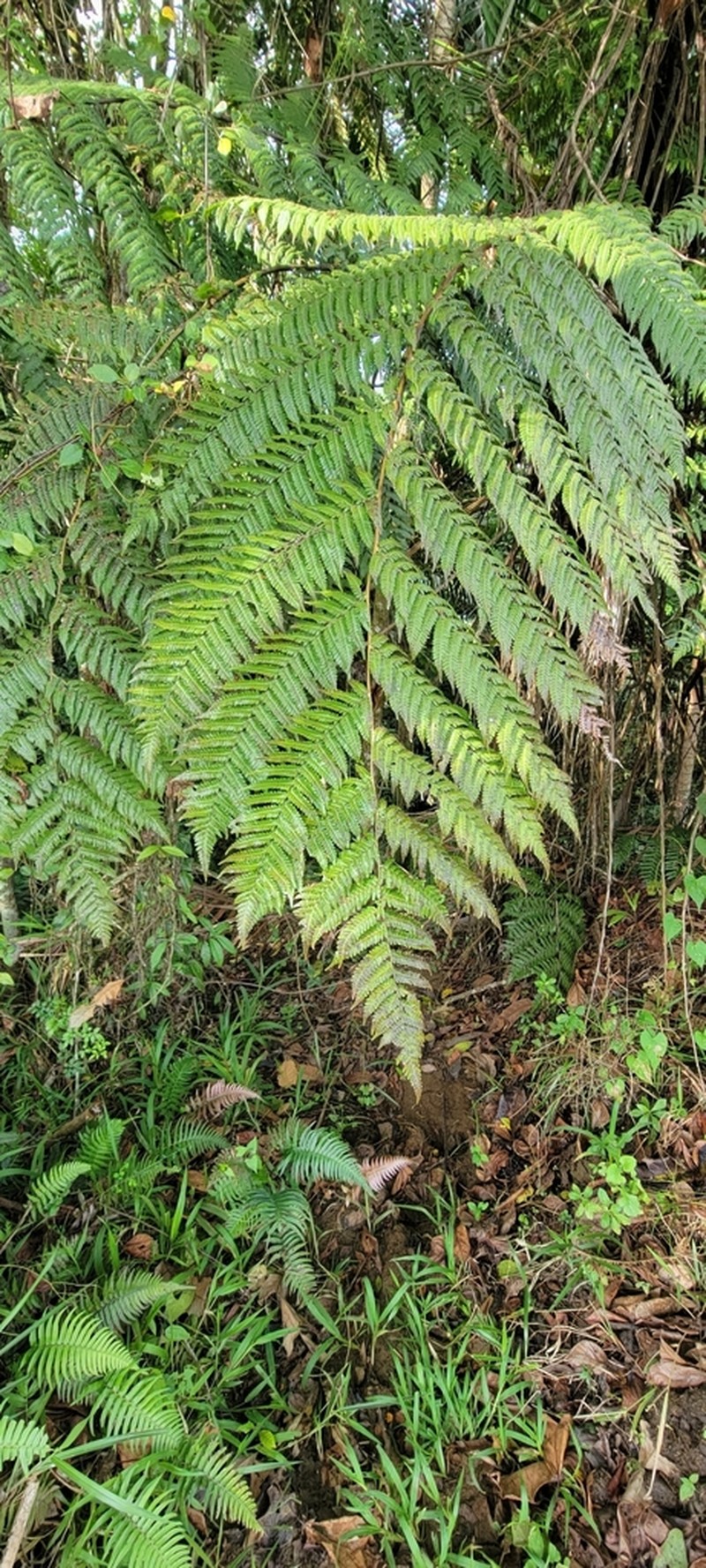 Alsophila woodwardioides