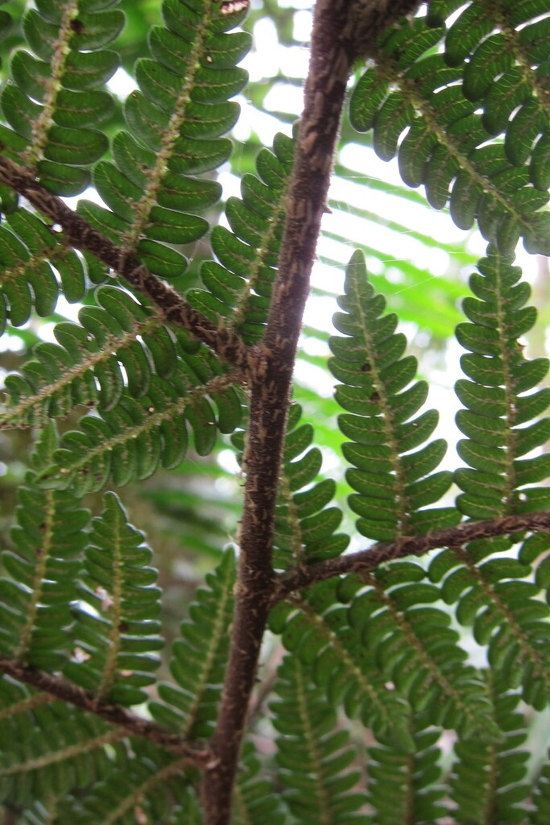 Alsophila woodwardioides photo 2