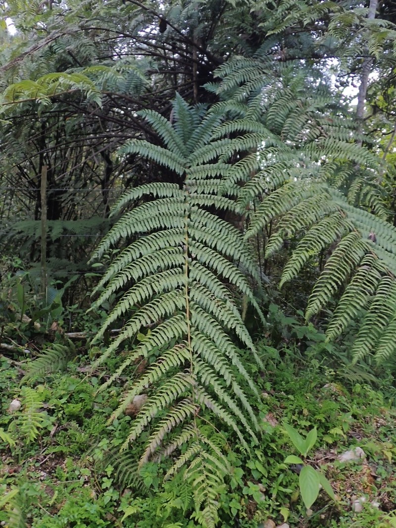 Alsophila woodwardioides photo 4