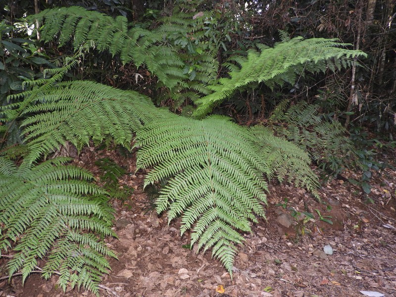 Alsophila woollsiana