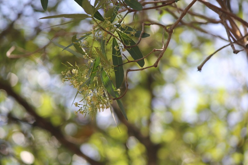 Alstonia actinophylla photo 2