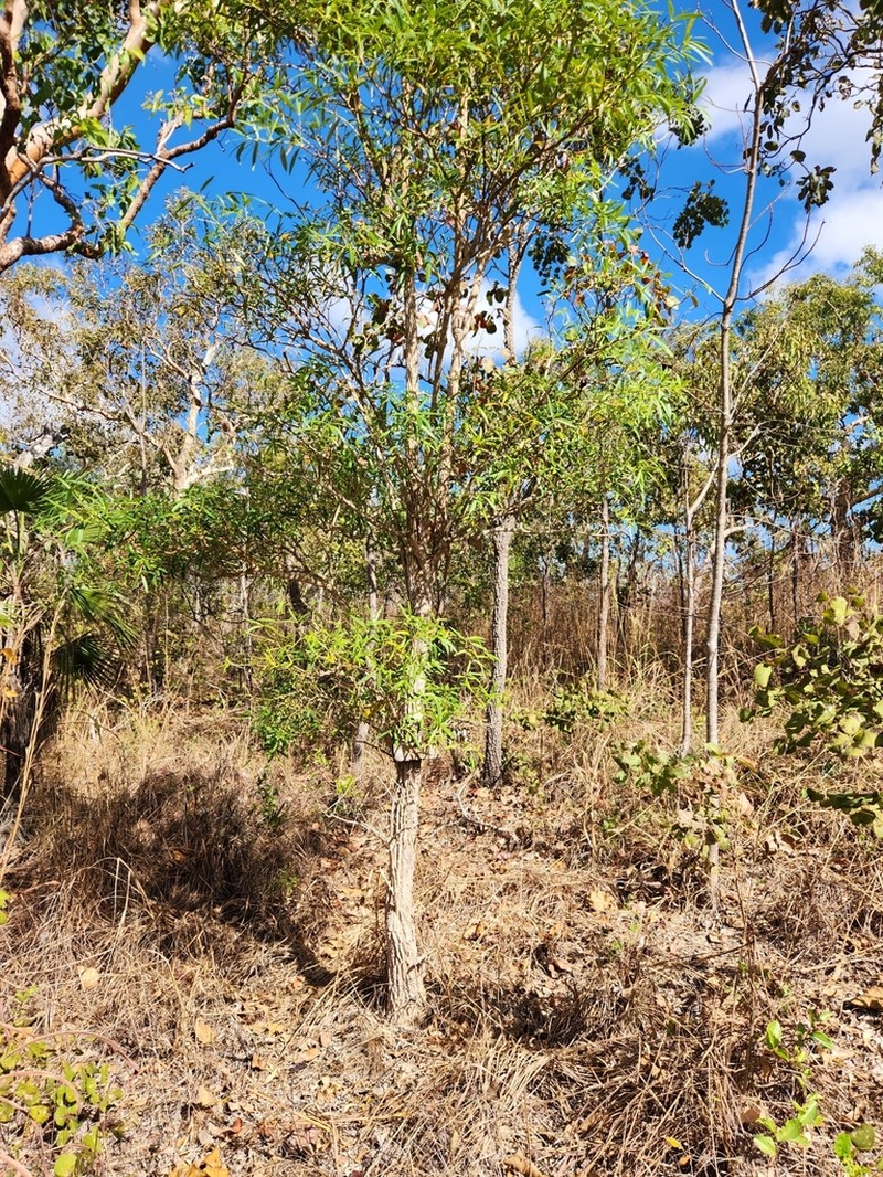 Alstonia actinophylla photo 3
