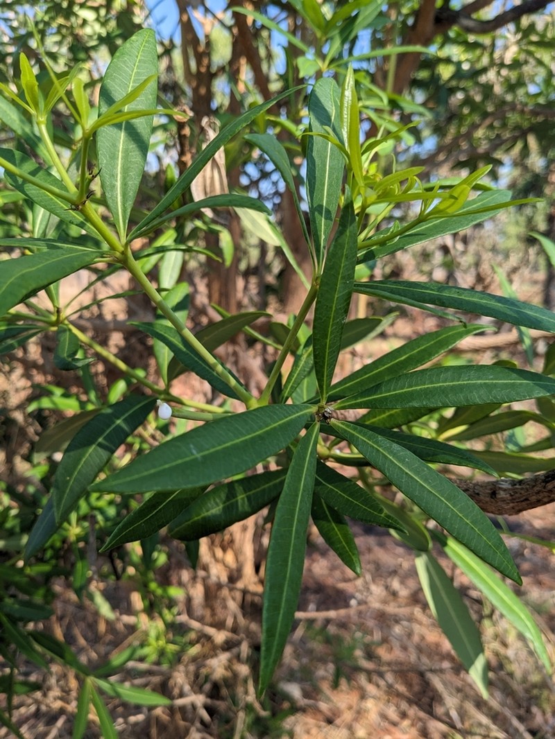 Alstonia actinophylla photo 4