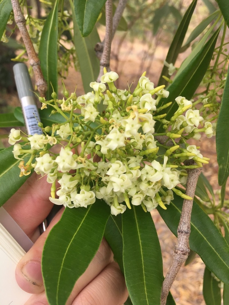 Alstonia actinophylla photo 5