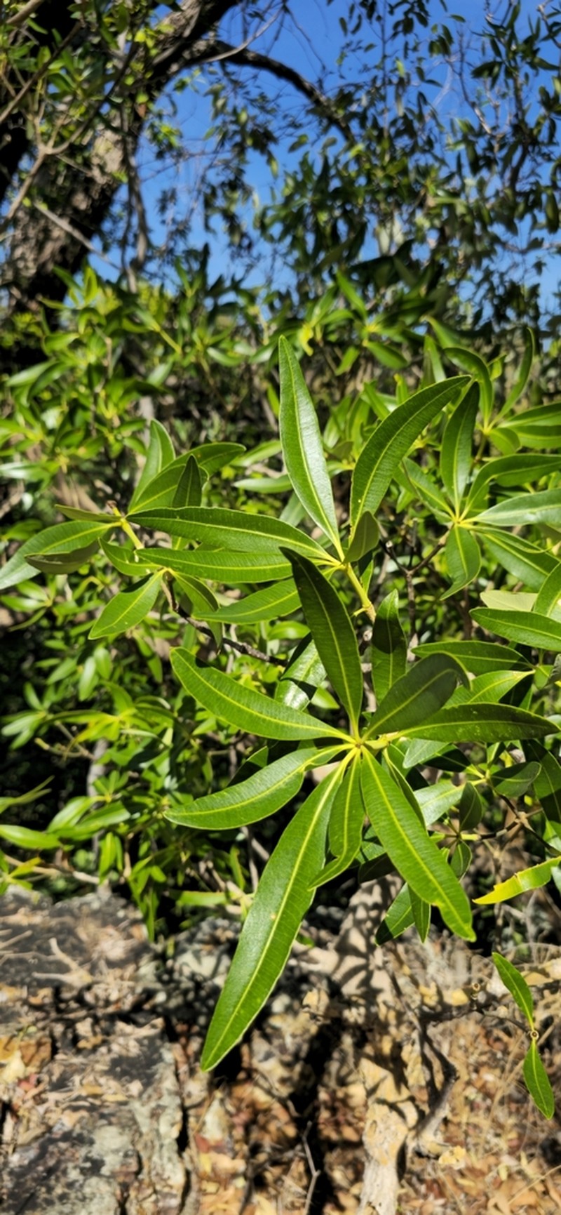 Alstonia actinophylla photo 6