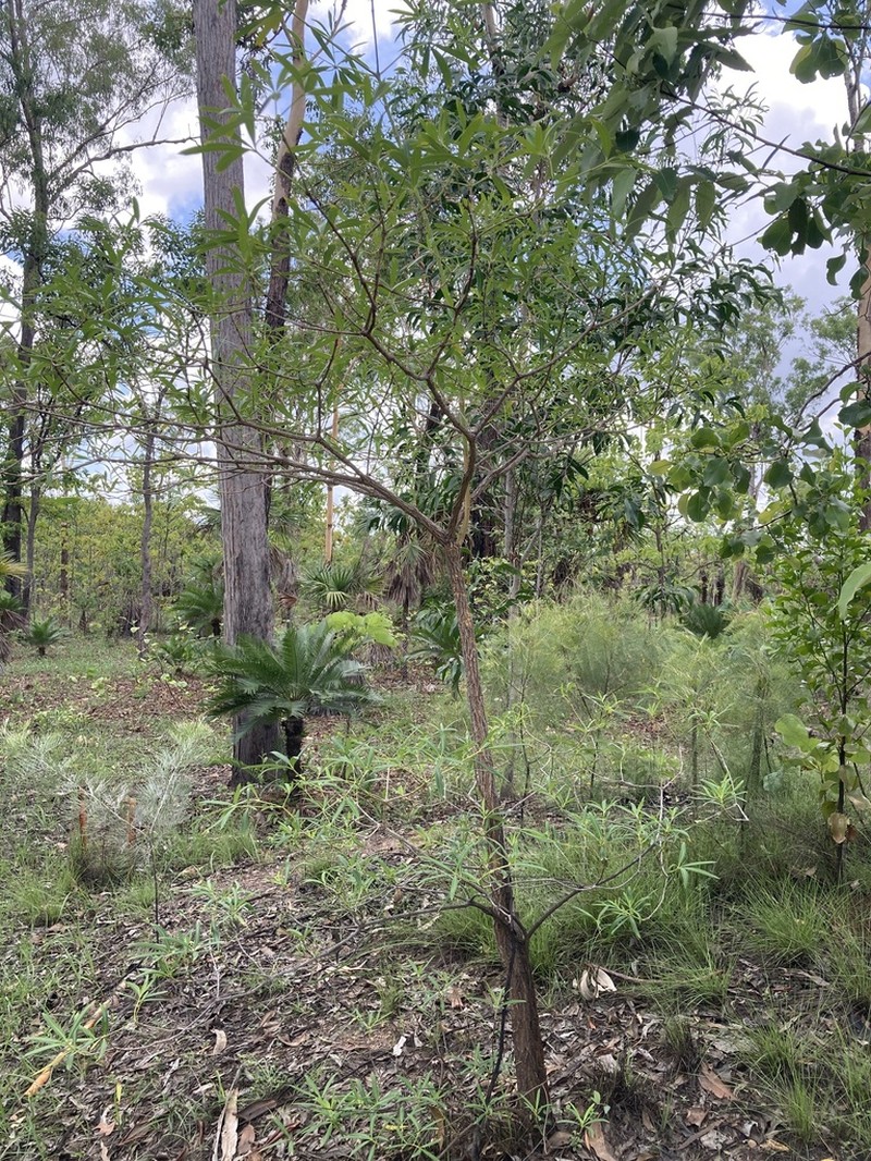 Alstonia actinophylla photo 7