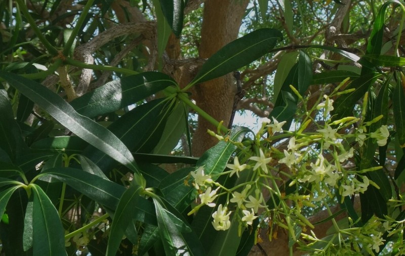 Alstonia actinophylla photo 8
