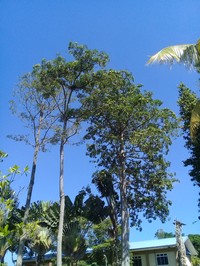 Alstonia angustifolia