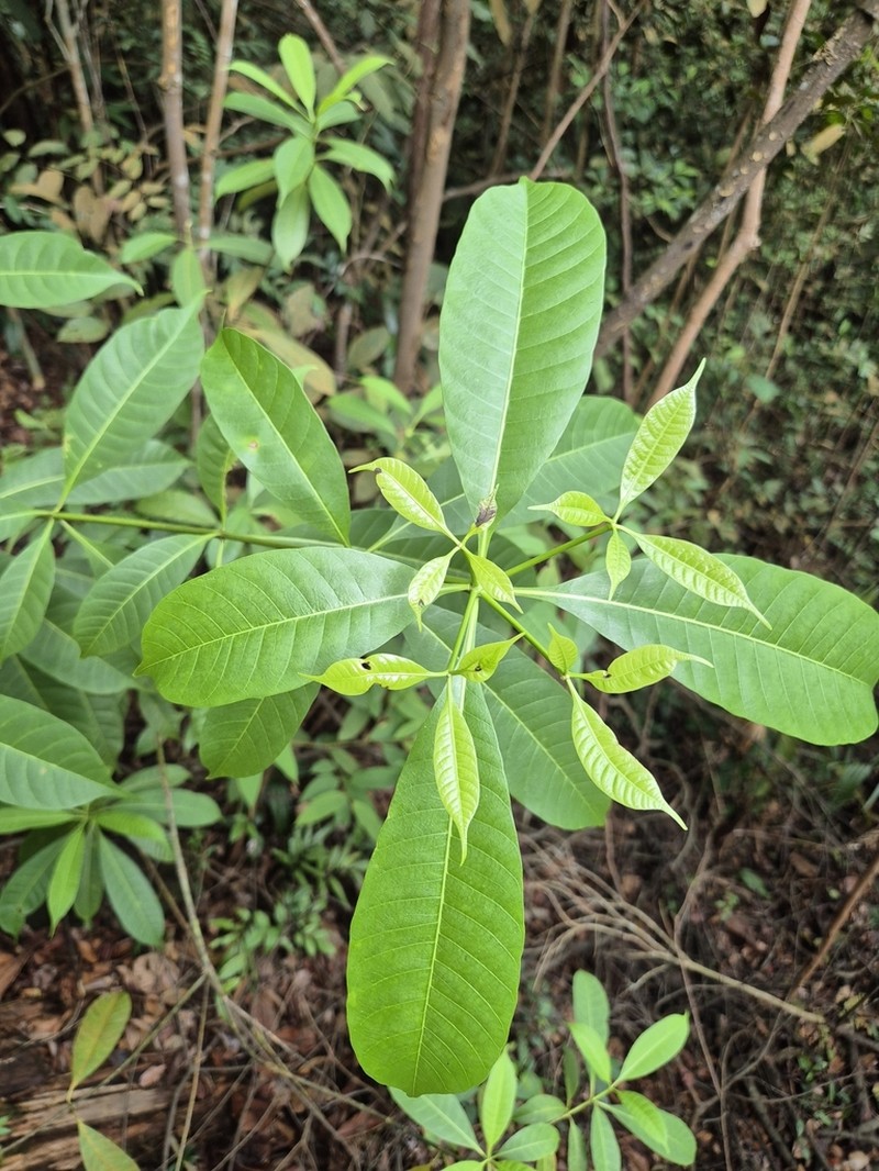 Alstonia angustifolia photo 3