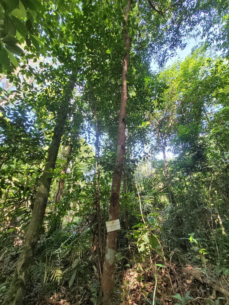 Alstonia angustifolia photo 4