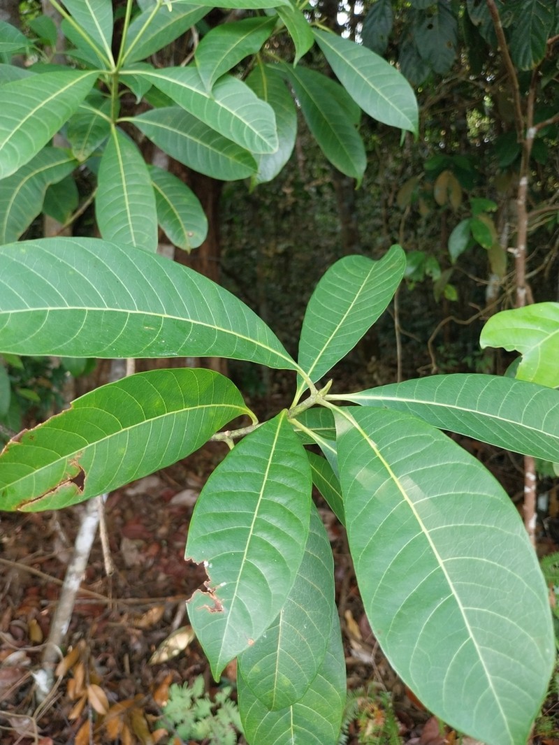 Alstonia angustifolia photo 5