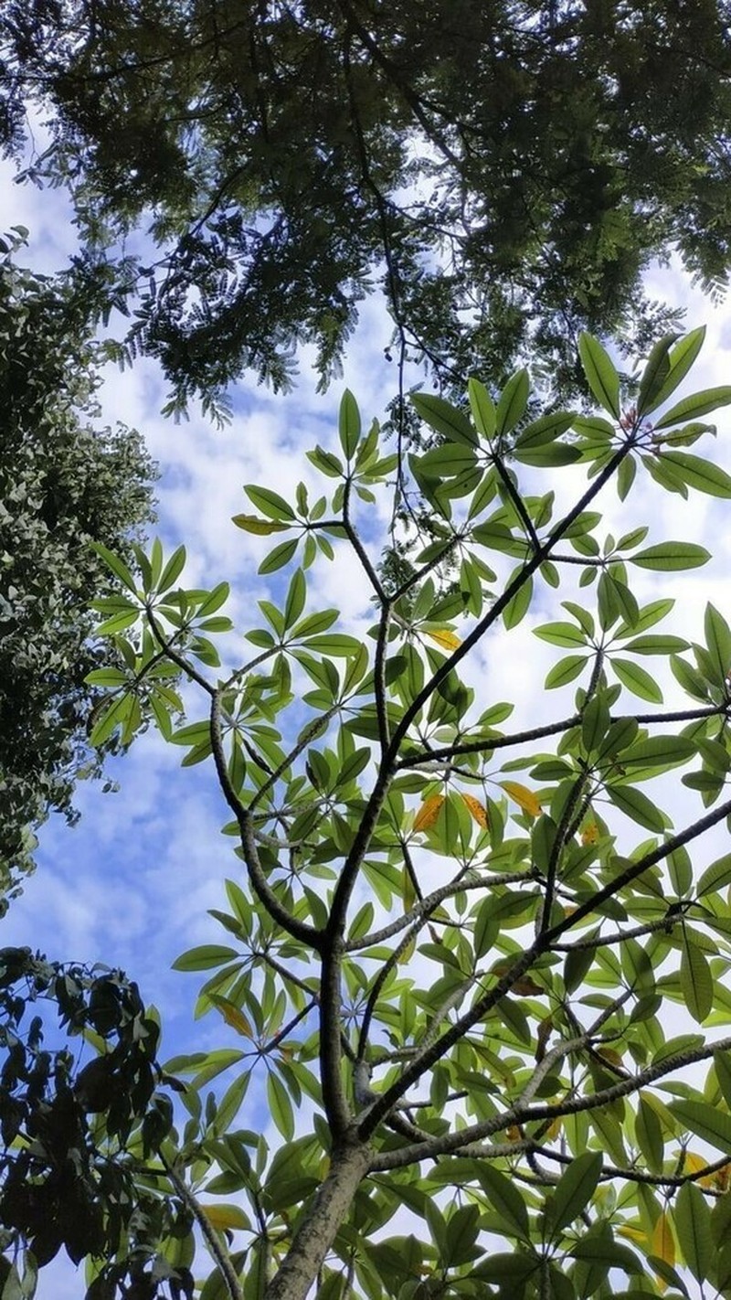 Alstonia angustifolia photo 6