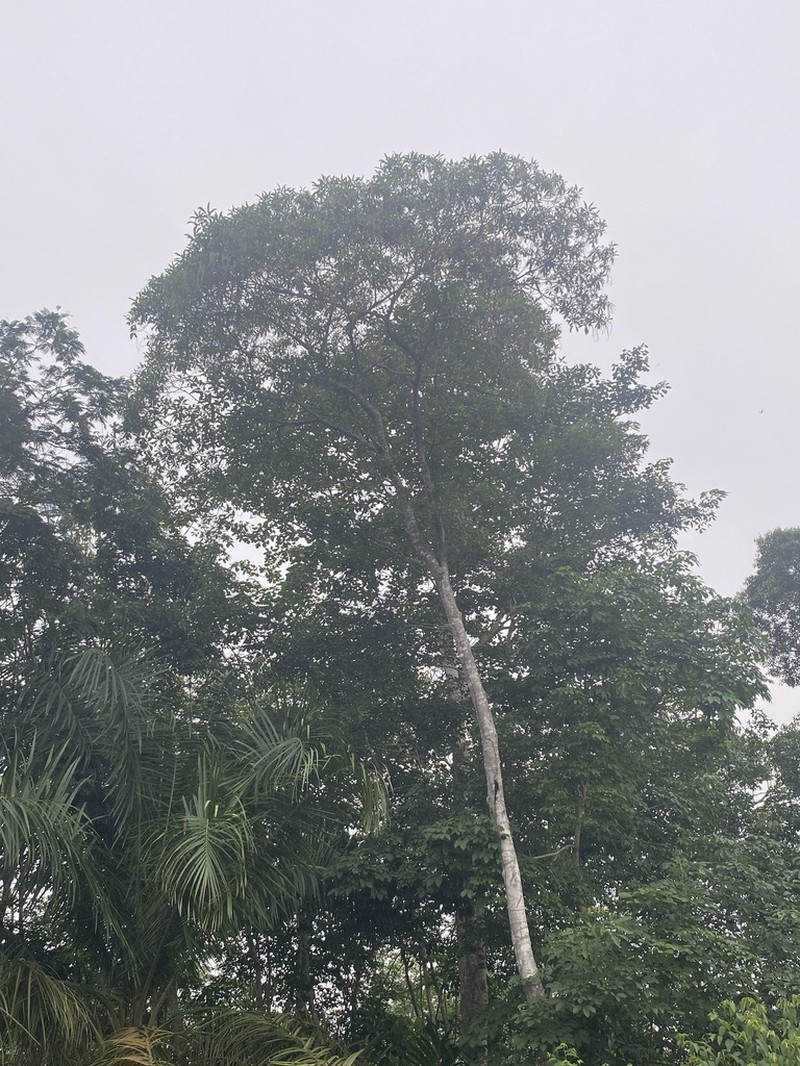 Alstonia angustifolia photo 7