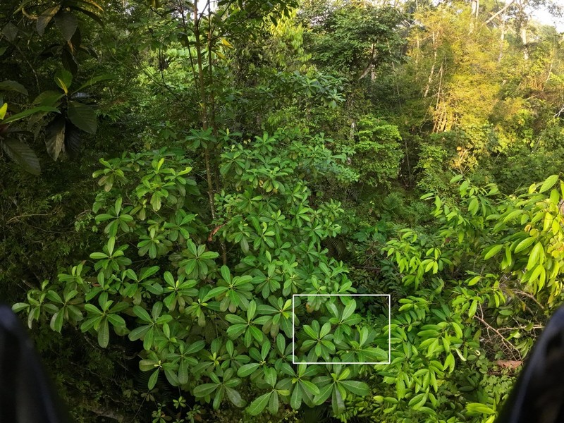 Alstonia angustifolia photo 8