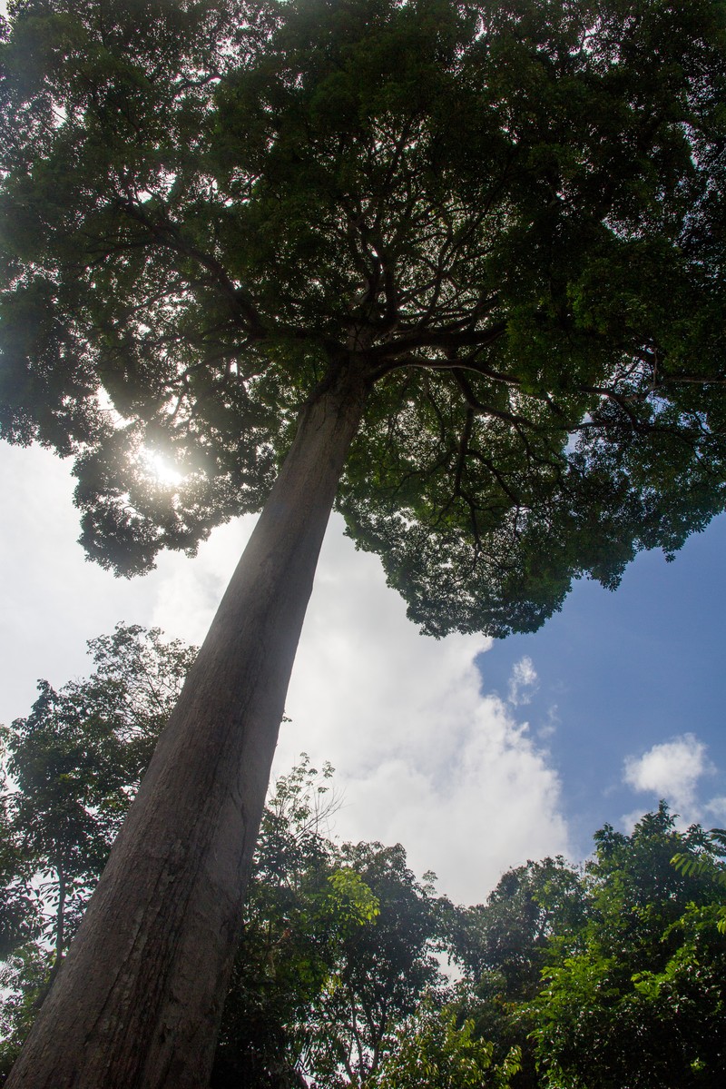 Alstonia angustiloba