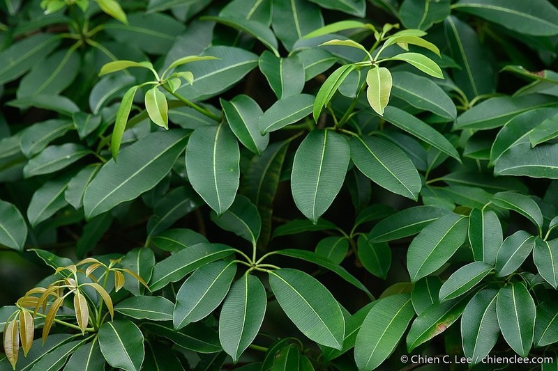 Alstonia angustiloba photo 3