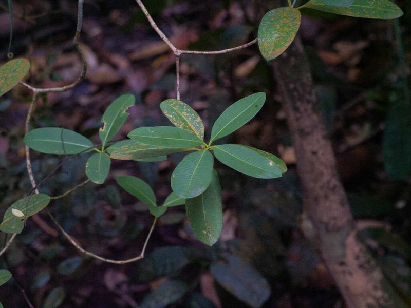 Alstonia angustiloba photo 4