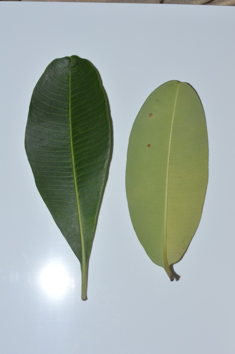 Alstonia angustiloba photo 5