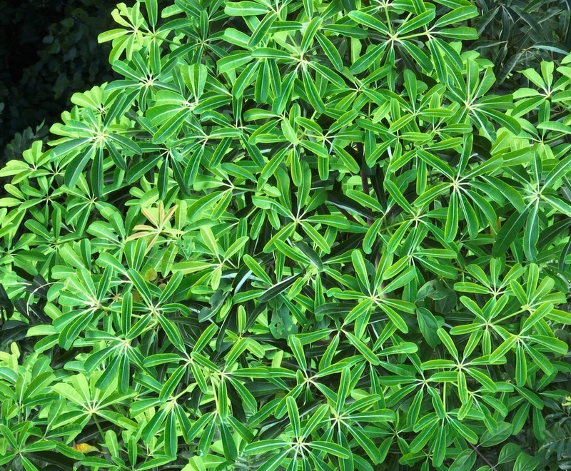 Alstonia angustiloba photo 6