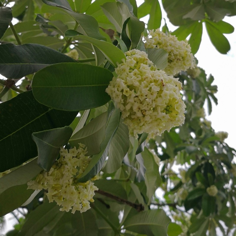 Alstonia angustiloba photo 7