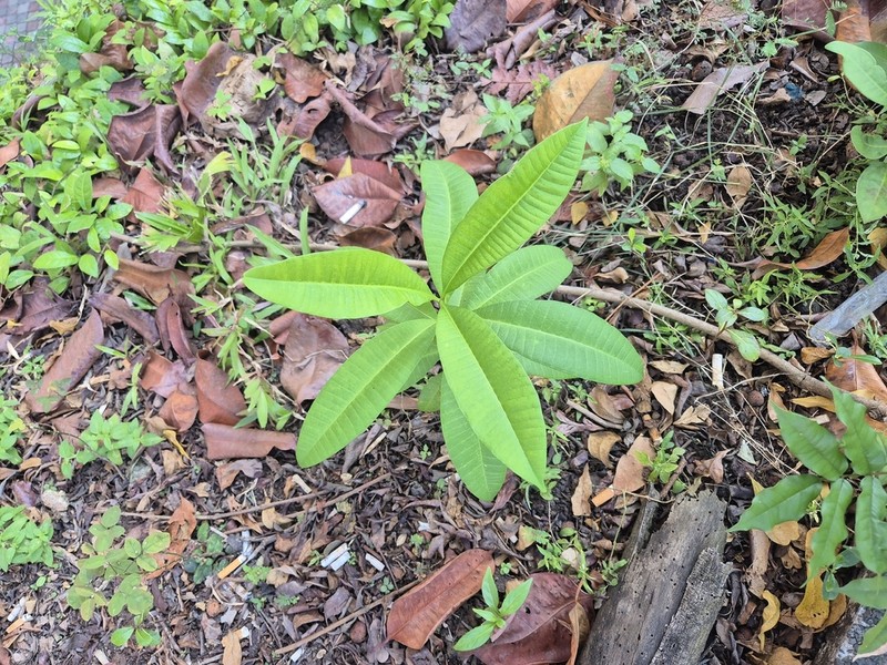 Alstonia angustiloba photo 8